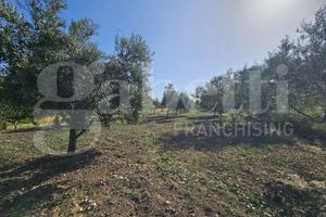 Bordonaro, terreno agricolo