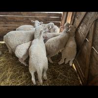 Montone pecora valle del belice