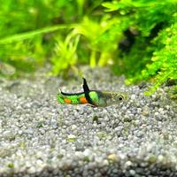 Endler (poecilia wingei)