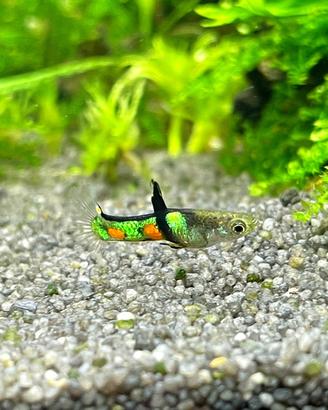 Endler (poecilia wingei)