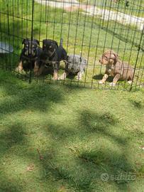 Pitbull tricolor