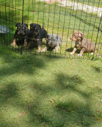 Pitbull tricolor