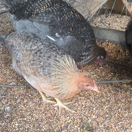 Galline e galli