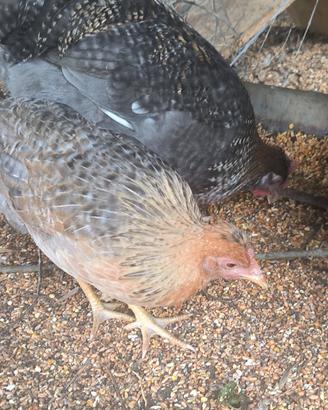 Galline e galli
