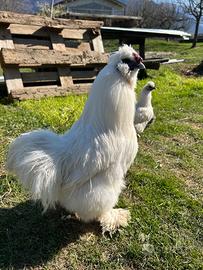 Gallo razza Moroseta