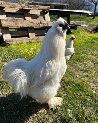 Gallo razza Moroseta