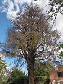 Legna/Intero albero