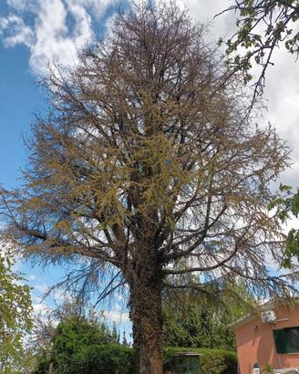 Legna/Intero albero
