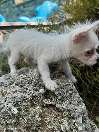Cucciole maltese chihuahua