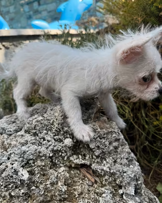 Cucciole maltese chihuahua