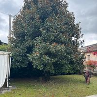 Magnolia grandiflora