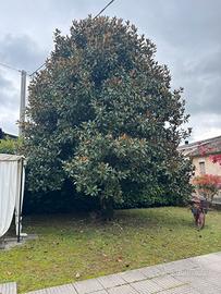 Magnolia grandiflora