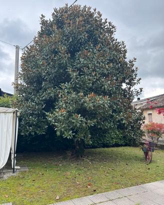 Magnolia grandiflora