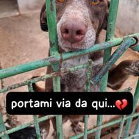 CHOCOLAT 4 ANNI SIMIL BRACCO taglia media