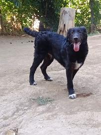 Cane cucciolo in adozione