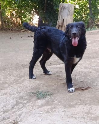 Cane cucciolo in adozione