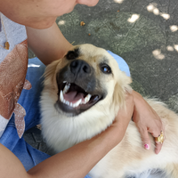 Cagnolino di meticcio