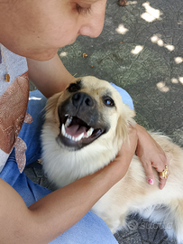 Cagnolino di meticcio