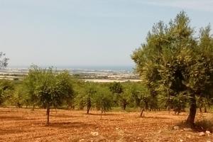 Cozze (Polignano a Mare) terreno 20 ettari