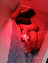 Cuccioli di cavapoo cavalier barboncino