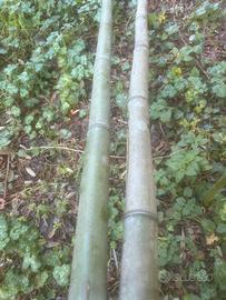 Canne di bambu