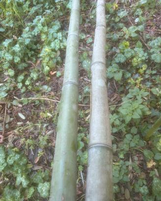 Canne di bambu