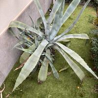 Aloe americana