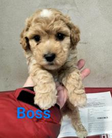 Cuccioli Maltipoo taglia piccola