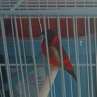 Cardinalino