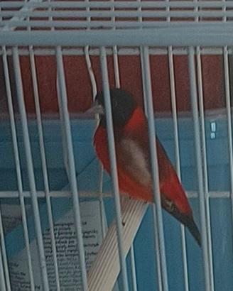Cardinalino