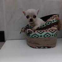 Chihuahua toy