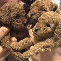 Cuccioli barboncino toy cagnolino cane