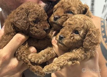 Cuccioli barboncino toy cagnolino cane