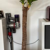 Dracaena draco