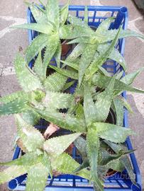 1 pianta di aloe , pianta grassa 