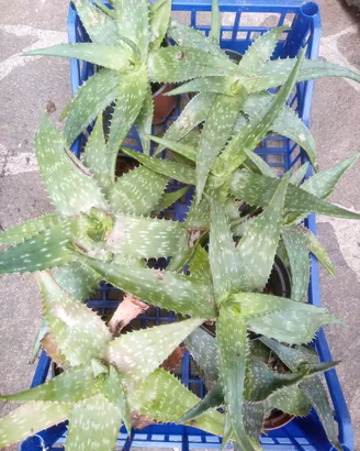 1 pianta di aloe , pianta grassa 
