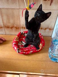 J. Sparrow gattino 4 mesi ben socializzato