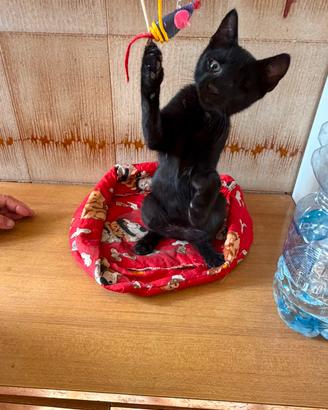 J. Sparrow gattino 4 mesi ben socializzato