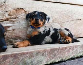 Cucciolo PASTORE di BEAUCE maschio arlecchino