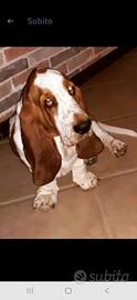 Bassethound