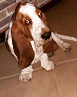 Bassethound