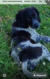 Cuccioli Breton Bianco Nero