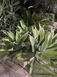 Pianta agave