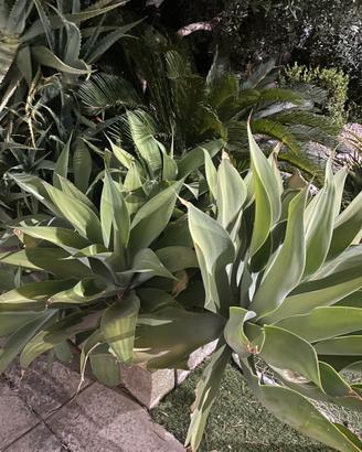 Pianta agave