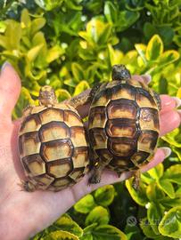 Testudo hermanni marginata graeca e Albine