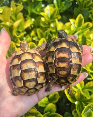 Testudo hermanni marginata graeca e Albine