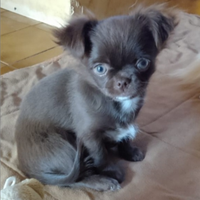 Cucciola di chihuahua con pedigree Enci