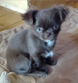 Cucciola di chihuahua con pedigree Enci