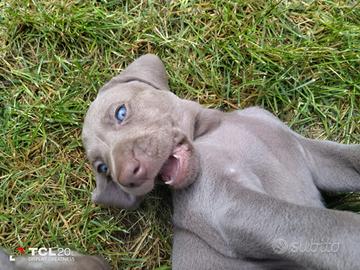 Weimaraner 50gg
