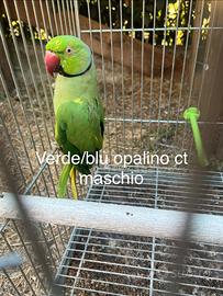 Parrocchetti dal collare